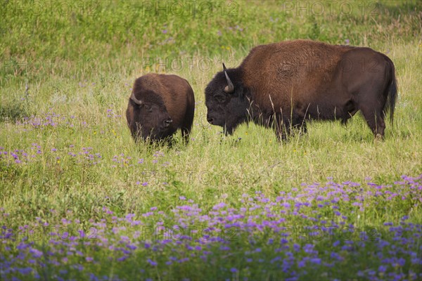 USA, South Dakota, American bison (Bison bison) with calf in Custer State Park.