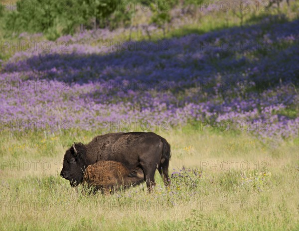 USA, South Dakota, American bison (Bison bison) with suckling calf in Custer State Park.
