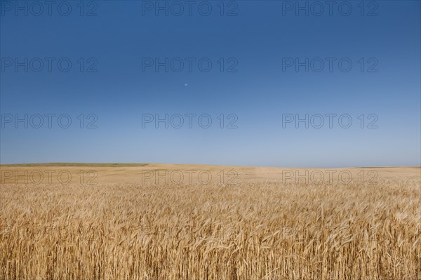 Wheat growing on field .