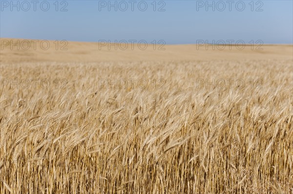 Wheat growing on field .