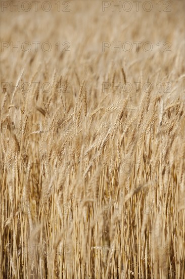 Wheat growing on field .