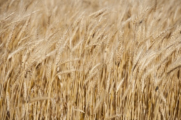 Wheat growing on field .