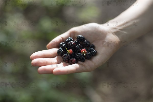 Woman's hand holding blackberries. Photo : David Engelhardt