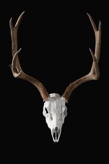 Deer skull on black background. Photo : Mike Kemp