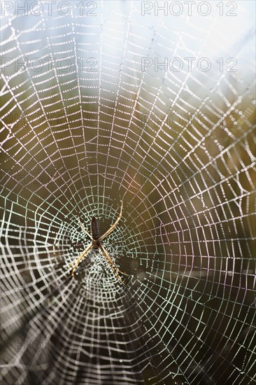 USA, South Dakota, Spider in web in Badlands National Park.