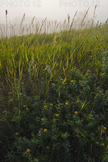 Prairie grass.