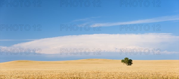 Lone tree growing on wheat field.