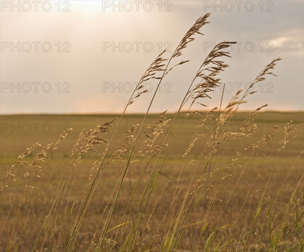 Buffalo Gap National Grasslands, Grass on field.