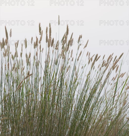 Prairie grass.