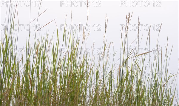 Prairie grass.