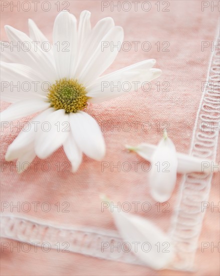 Daisy flower with petals on tablecloth, close-up. Photo : Jamie Grill