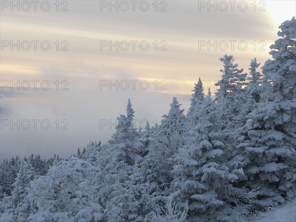 Snow covered forest. Photo : Johannes Kroemer