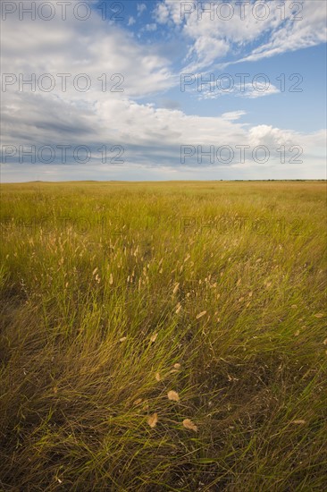 Prairie grass.