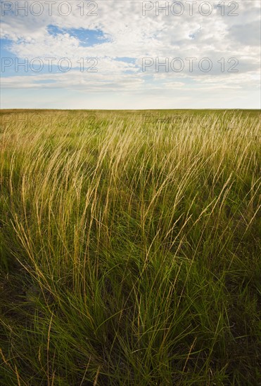 Prairie grass.