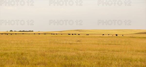 Prairie grass.