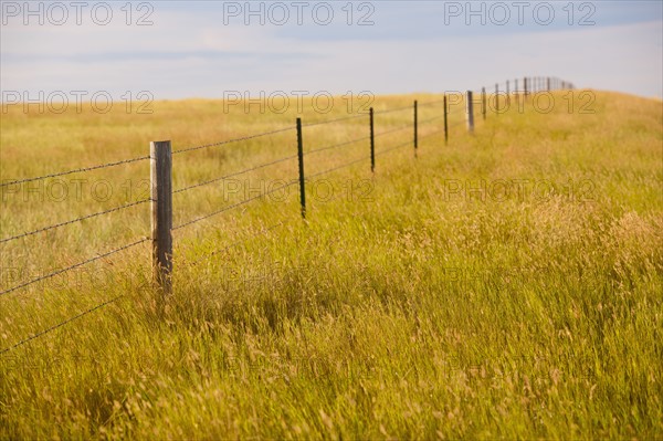 Fence in yellow prairie grass.