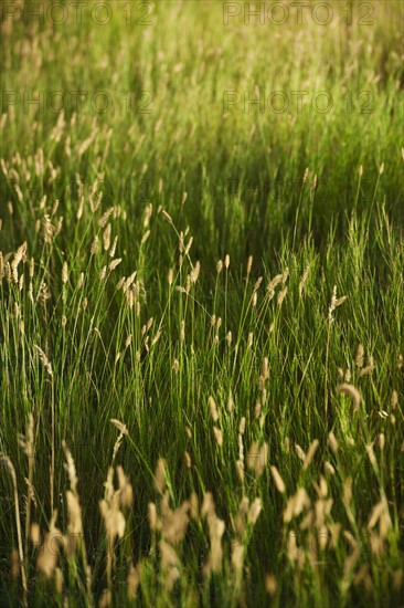 Green prairie grass.