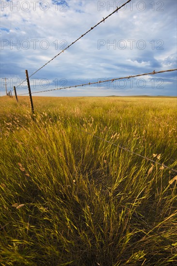 Fence in prairie grass.