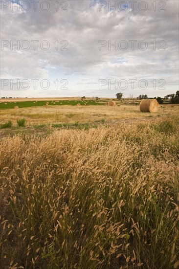 Straw bales on field.