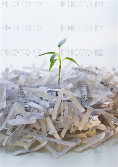 Close up of plant growing from shredded paper.