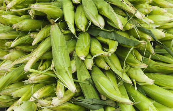 Close up of corn on street market.