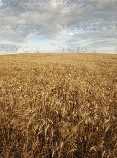 Wheat field.