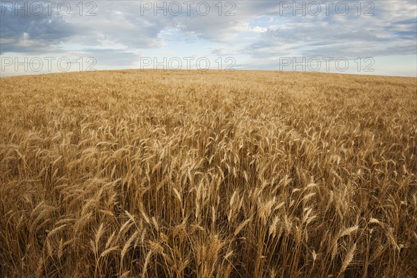 Wheat field.