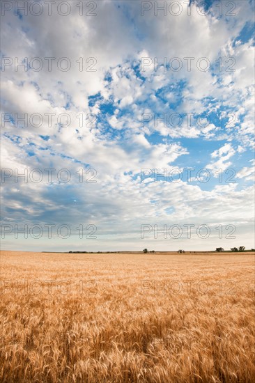 Wheat field.