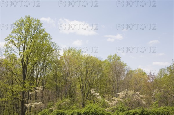 Spring woodland. Photo : Chris Hackett