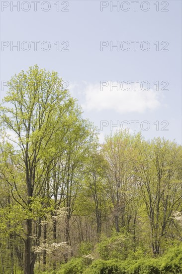 Spring woodland. Photo : Chris Hackett