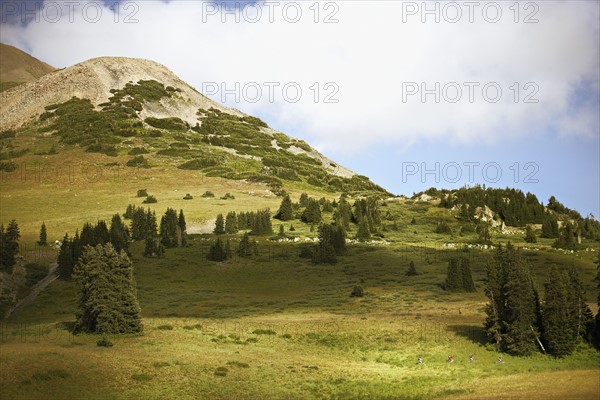 Trees on mountain slope. Photo : Shawn O'Connor