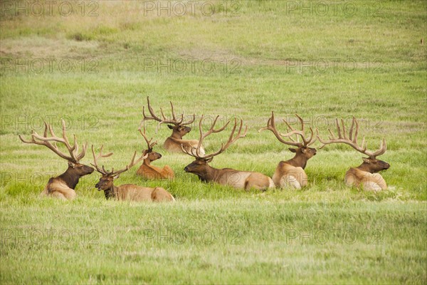 Group of bull Elk (Cervus canadensis) lying in field. Photo : Mike Kemp