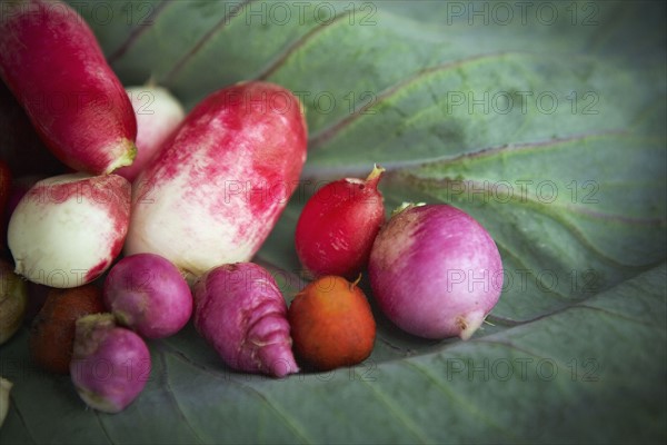 Fresh radishes. Photo : Shawn O'Connor