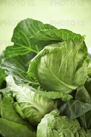 Cabbages. Photo : Shawn O'Connor