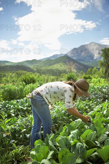 Young woman picking cabbages in field. Photo : Shawn O'Connor