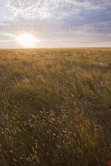 Prairie grass at sunset.