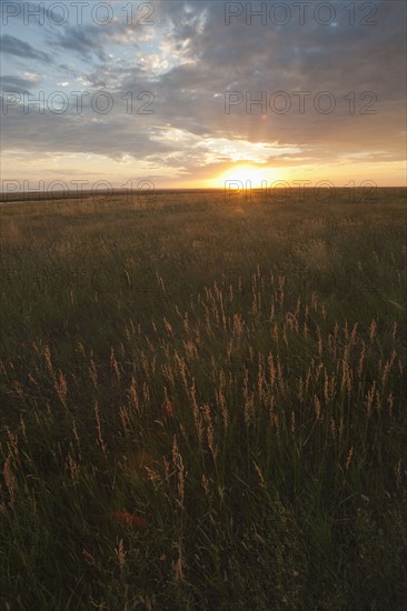 Prairie grass at sunset.