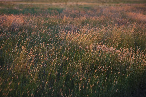 Prairie grass.