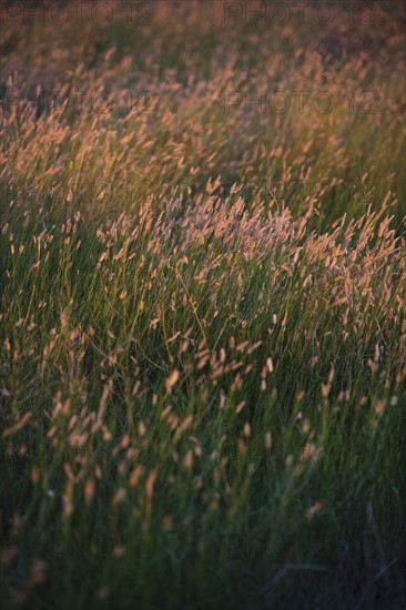 Green prairie grass.