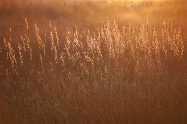 Prairie grass at sunset.