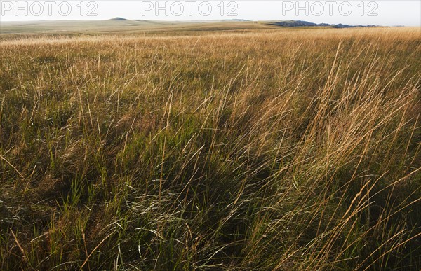 Prairie grass.