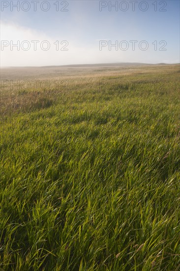 Prairie grass.