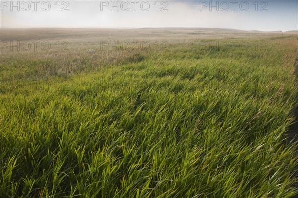 Prairie grass.