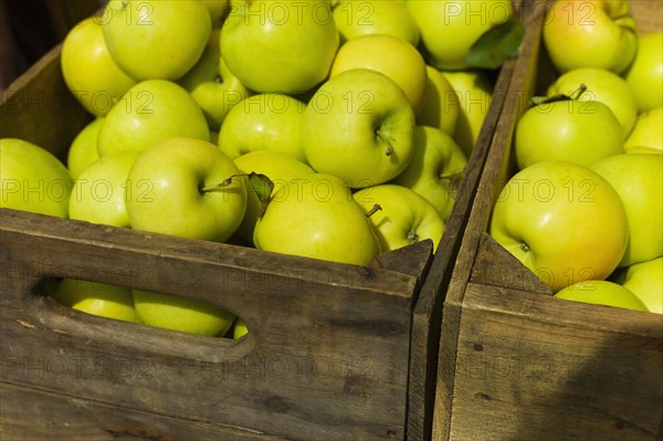 Green apples in box.