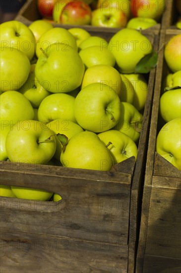 Green apples in box.