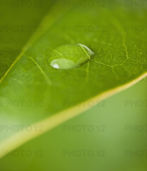 USA, New Jersey, Jersey City, Extreme close-up view dew of leaf. Photo : Daniel Grill