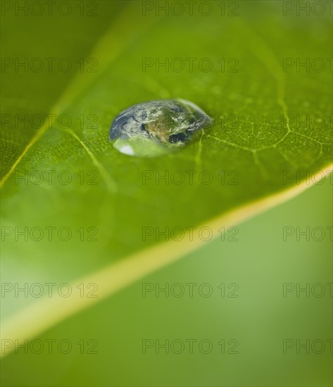 USA, New Jersey, Jersey City, Extreme close-up view dew of leaf. Photo : Daniel Grill