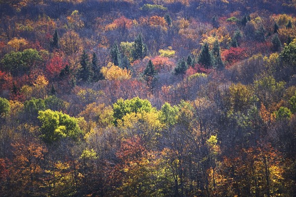 USA, Vermont, high angle view of forest. Photo : fotog