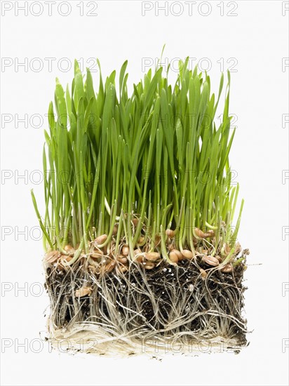 Studio shot of grass on soil. Photo : David Arky