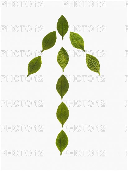 Studio shot of green leaves in arrow shape. Photo : David Arky